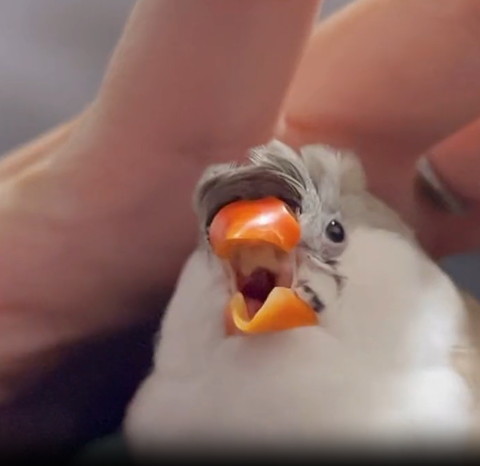 口あけてる鳥アップ