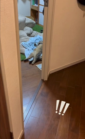 ヘソ天で寝てる猫遠くから