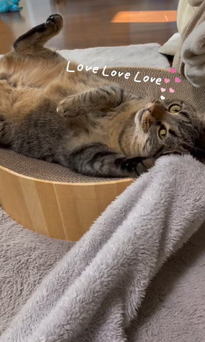 つめとぎの上でヘソ天猫