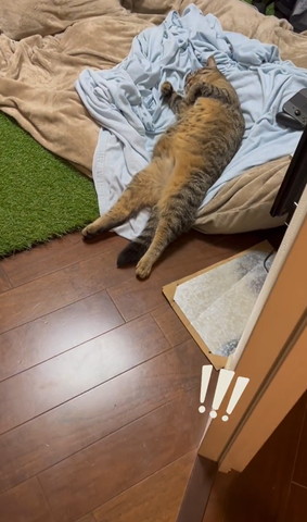 ヘソ天で寝てる猫近くで撮影