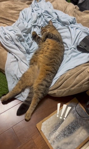 ヘソ天で寝てる猫アップめ