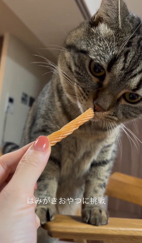 おやつの匂いかいでる猫