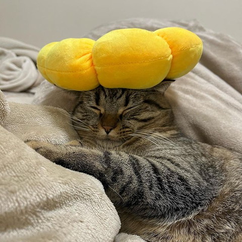 ポンデリングのせてる猫