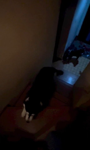 階段のぼるワンコ