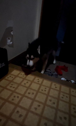 下向きながら喋るワンコ