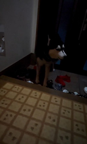 顔を画面右に向けるワンコ