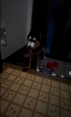 正面見てるワンコ