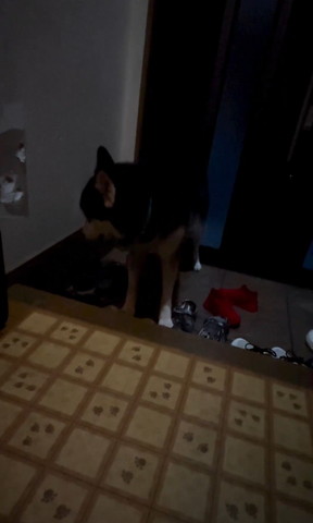 画面左下見るワンコ