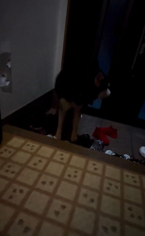 後ろ見てるワンコ