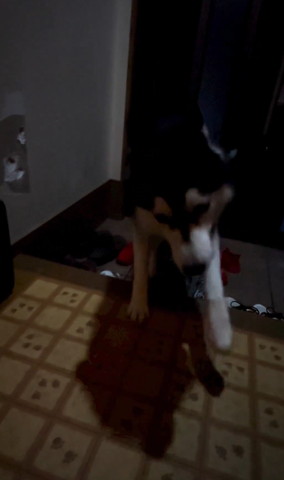 飛び跳ねてるワンコ