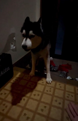 玄関に前足置いて喋ってるワンコ