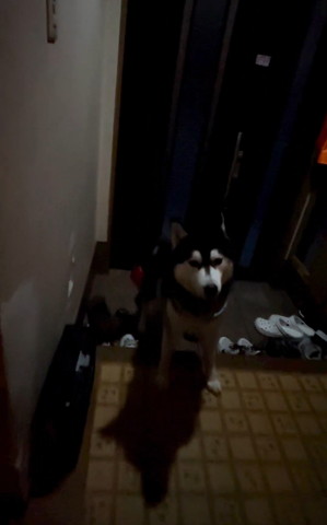 玄関にいるワンコ上から