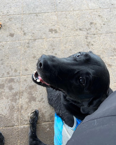 振り向きワンコ