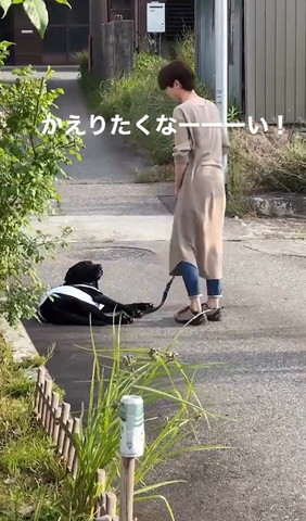 立ち上がるママを見つめるワンコ