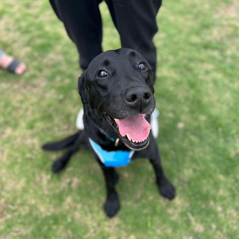 笑顔でみあげるワンコ