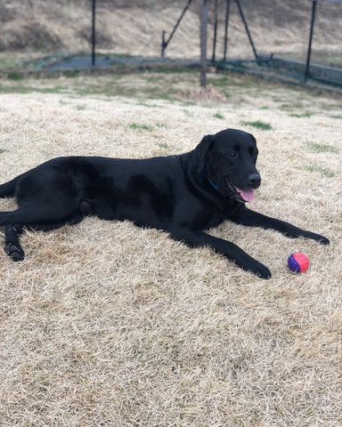 ボールとワンコ