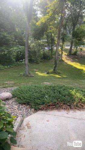 七面鳥とコーギーの追いかけっこ