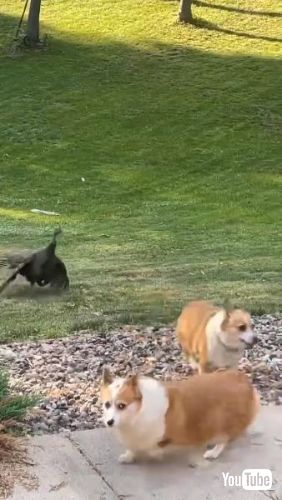 七面鳥とコーギーの追いかけっこ