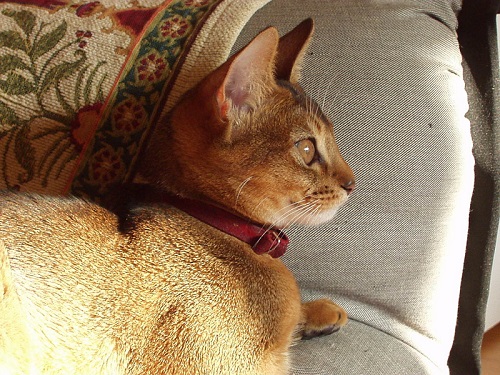 アビニシアンの横顔