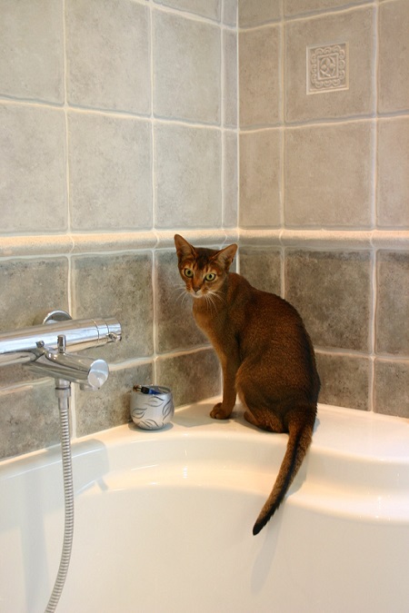 風呂場に猫