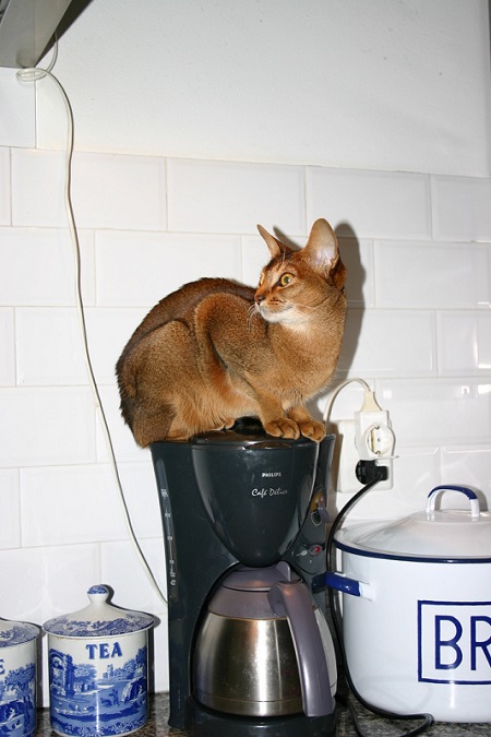 コーヒーメーカーの上に乗る猫