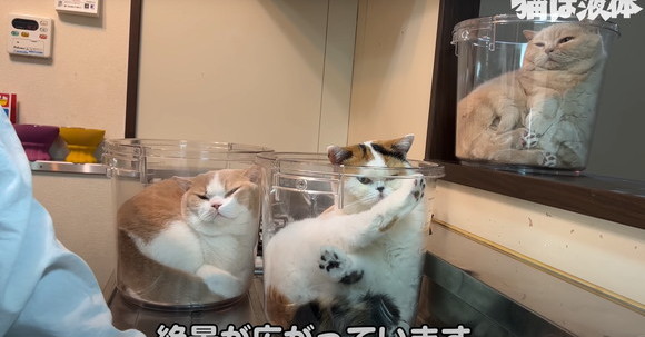 わな（バケツ）を設置すると3秒で引っ掛かる猫たち　3匹そろった“猫は液体”な姿が「絵面が強すぎる」まさに絶景 | ねとらぼ