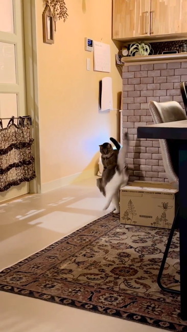 びっくりするメメ