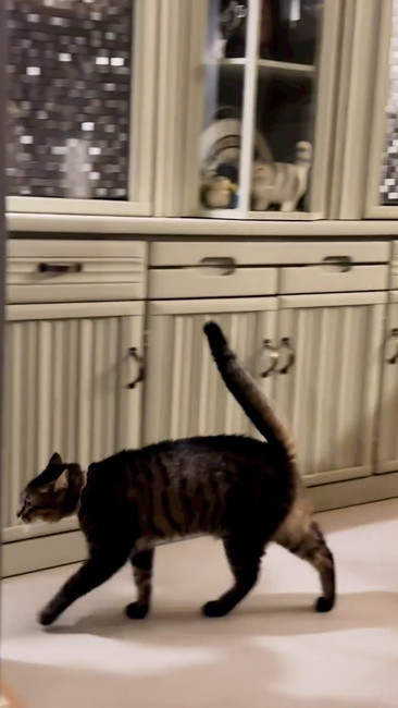 メメが向かった先は