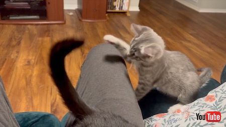 しっぽで遊ぶ子猫