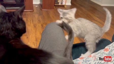 先輩猫が起き上がる