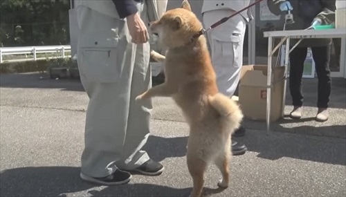 人懐っこい柴犬