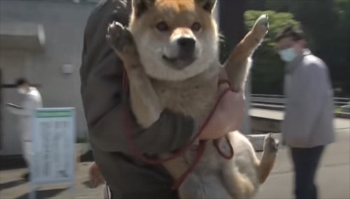 抱っこされた柴犬