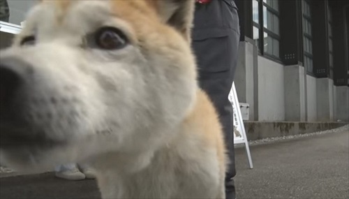 カメラが気になる柴犬