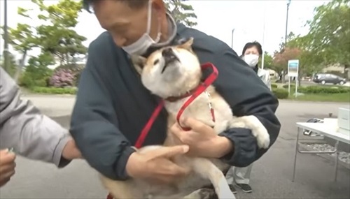 抵抗する柴犬