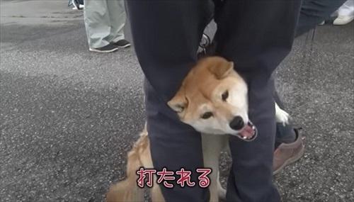 注射を怖がる柴犬