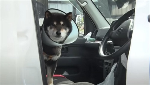 エリザベスカラーをつけた柴犬