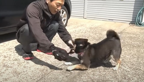 抵抗する柴犬