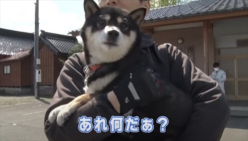 柴犬の注意をそらす飼い主