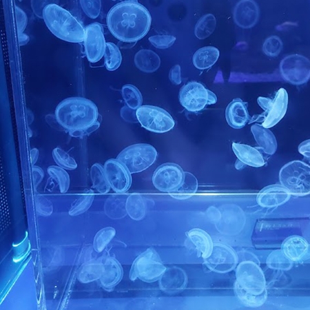 水族館のミズクラゲの画像
