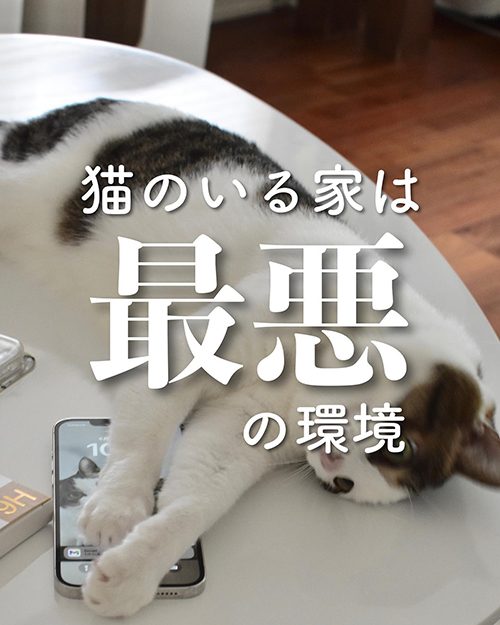 猫との暮らし