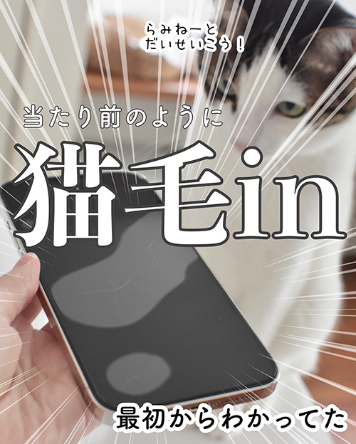 猫毛in