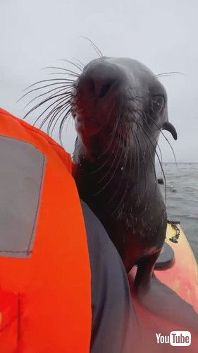 カヤックに乗るアシカ