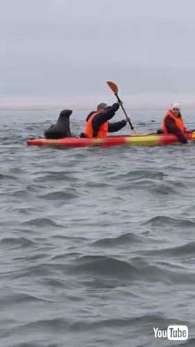 ナミビアのアシカ