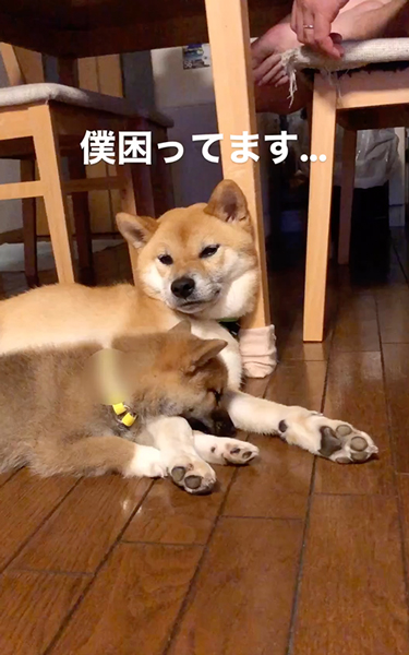 やさしい兄ワンコ