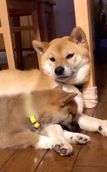 やさしい兄ワンコ