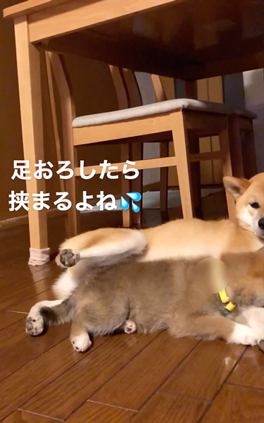 やさしい兄ワンコ