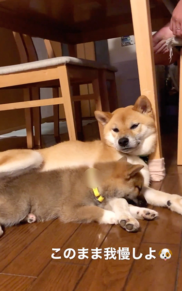やさしい兄ワンコ