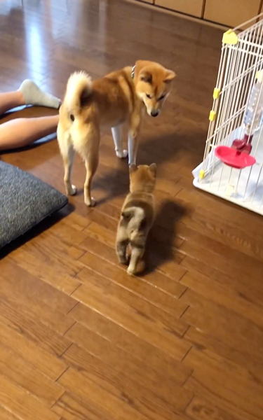 お母さんと間違えられて焦るわさびくん