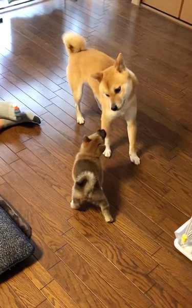 お母さんと間違えられて焦るわさびくん