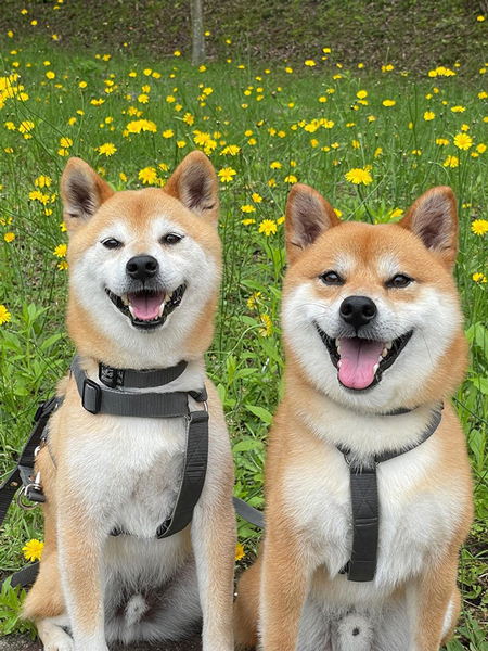 現在の2匹